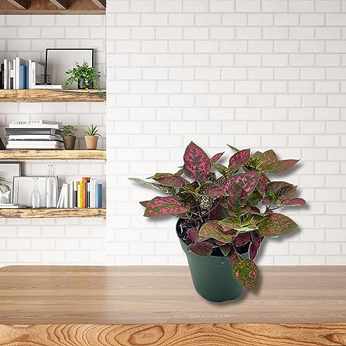 BubbleBlooms Red Hypoestes Phyllostachya in a 4 inch Pot Polka Dot Flamingo Plant