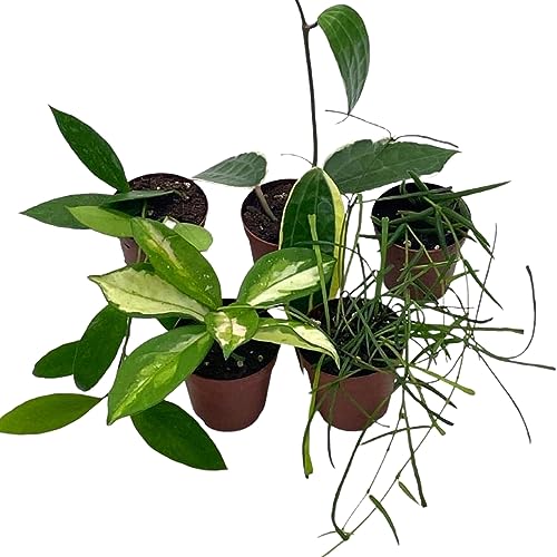 BubbleBlooms Hoya Variety Assortment Plant Set, Premium Set, Variegated Wayetii, Curtisii, Macrophylla, Linearis and More in 2 inch pots