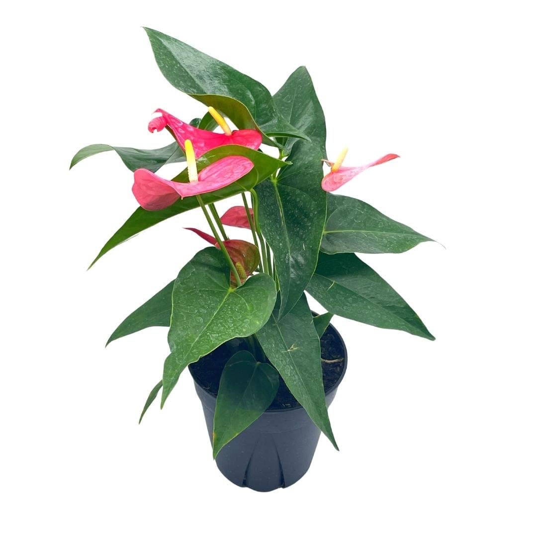 Anthurium Pink, 6 inch Pot,