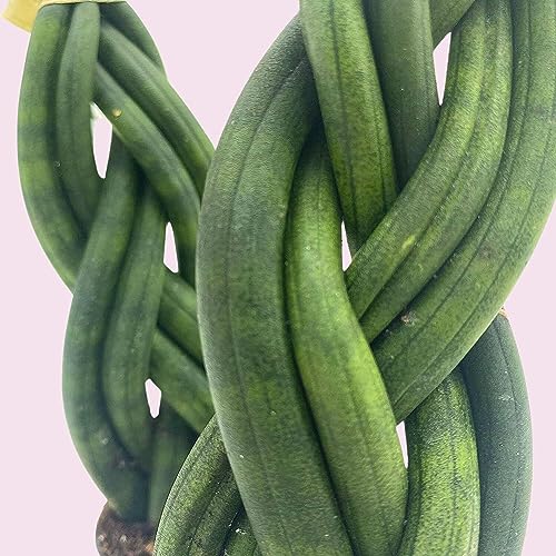 BubbleBlooms Braided African Spear in a 2 inch Pot Snake Plant Braid Spear Sansevieria cylindrica