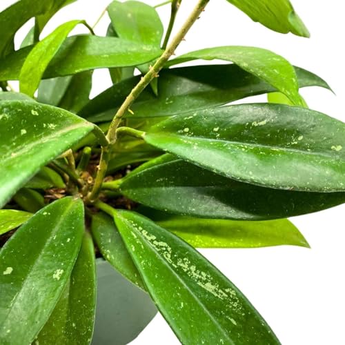 BubbleBlooms Hoya Pubicalyx in a 6 inch Pot Silver Speckled Splash