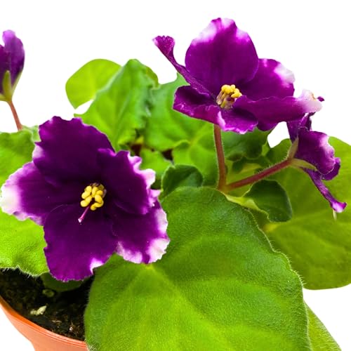Harmony Foliage KZ Butterfly Effect African Violet 4 inch