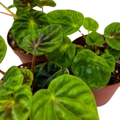 BubbleBlooms Peperomia Green Emerald Ripple, 2 inch Set of 3, Caperata Tiny Mini Pixie Plants