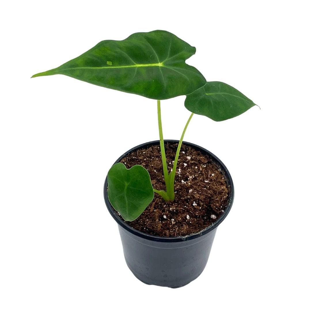 Green Velvet, Alocasia Frydek, Micholitziana, 4 inch, Live Rooted Potted Rare Succulent House Plant