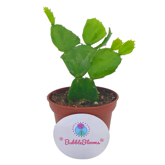 Brazilian Prickly Pear Cactus/Brasiliopuntia brasiliensis Willd Cactus/Plant in 2" Pot/Mini Cactus in Pot/Beginner Cactus