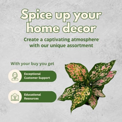 BubbleBlooms Aglaonema Pink Dalmation Chinese Evergreen Lady Valentine in 4 inch Pot