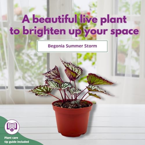 Harmony Foliage Summer Storm Begonia Rex 6 inch