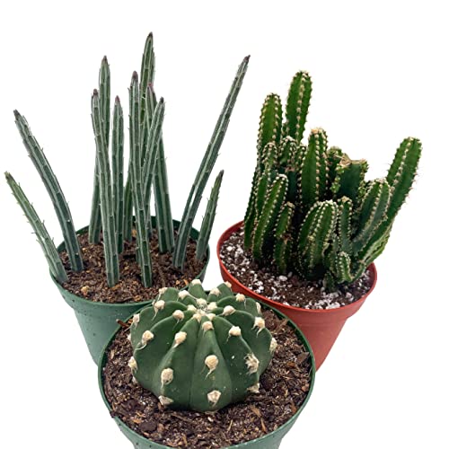 BubbleBlooms Cactus Assortment, 4 inch Set of 3, Best-Sellers Most Popular Cacti Variety