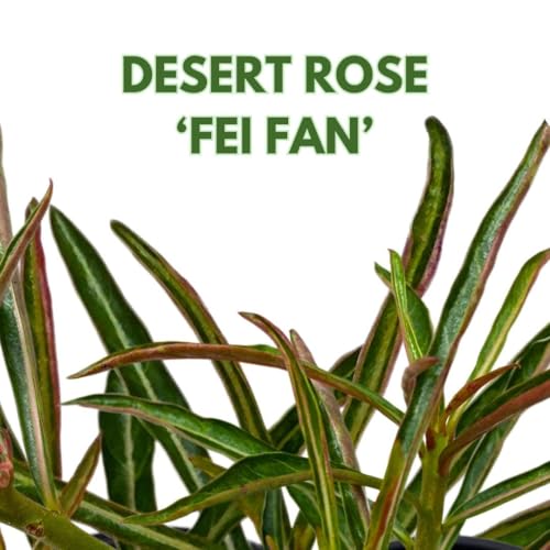 BubbleBlooms Desert Rose Fei Fan 5 inch Pot Pink Red and White Variegated Exotic Rare Flower