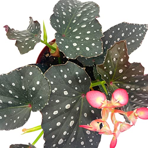 BubbleBlooms Harmony's Hybrid Angel Wings Polka dot Begonia Rex, 6 inch, Premium Series, Silver Tip White Polkadots Grower's Choice