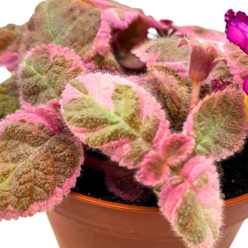 Harmony Foliage Episcia Pink Smoke Rare Variegated Flame Violet Flowering Gesneriad
