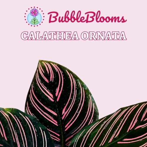 BubbleBlooms Calathea Ornata, Pinstripe Plant, Zebra Plant, Cathedral Plant, Peacock Plant in 2 inch Pot