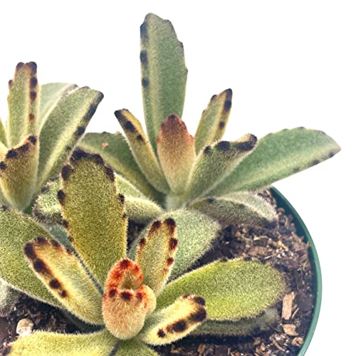 BubbleBlooms Chocolate Solider in a 4 inch Pot Kalanchoe Tomentosa Velvet Panda Plush Plant