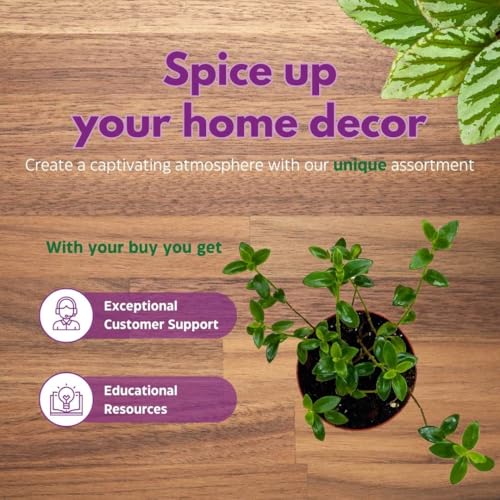 Harmony Foliage Columnea Nematanthus California Gold in a 4 inch Pot