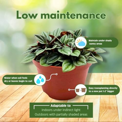 BubbleBlooms Peperomia Frost in a 6 inch Pot Platinum, carperata albovittata, Wrinkle Krinkle Leaf