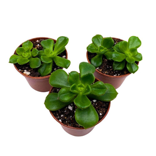 Echeveria Emerald Ripple, 2 inch Set of 3, Garden Succulents Tiny Mini Pixie