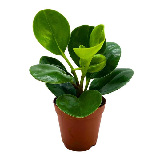 BubbleBlooms Peperomia Obtusifolia Green Marble Plant in a 2 inch Pot Rubber Spoonleaf Tiny Mini Pixie