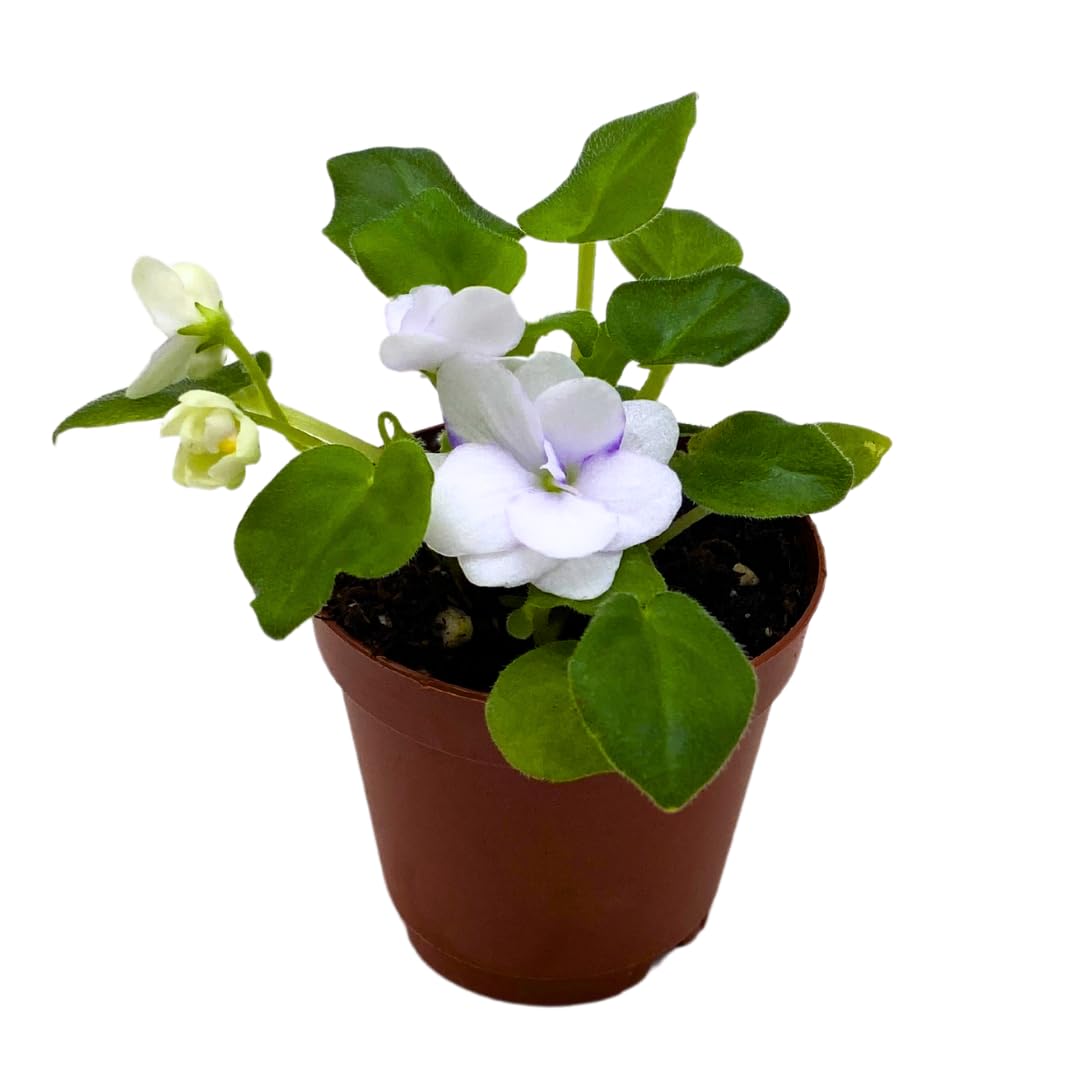 Harmony Foliage Mini African Violet Rob's Humpty Doo 2 inch White Flower