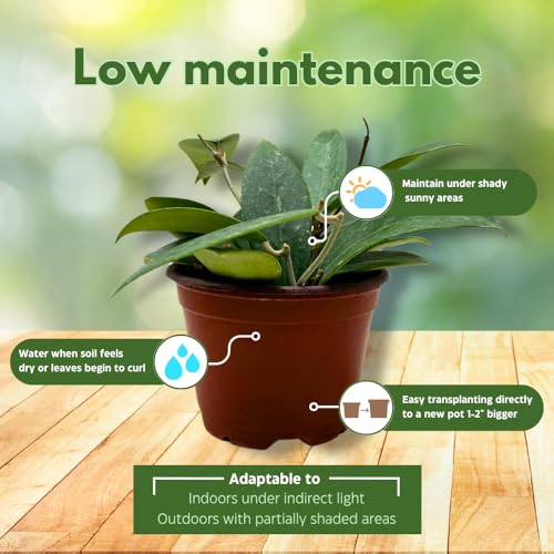 BubbleBlooms Hoya Padilla Bogor in a 4 inch Pot