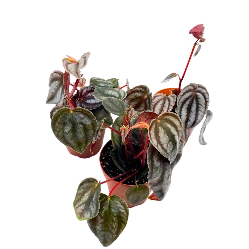 Peperomia Turboensis, 2 inch Set of 3, Metallic Black Rare Pep Purple Watermelon