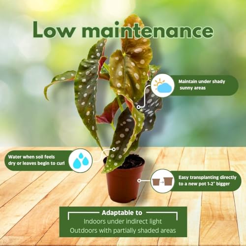 BubbleBlooms Begonia Maculata 2 inch Polka Dot Angel Wing