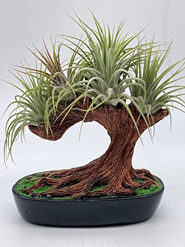 BubbleBlooms Resin Bonsai Air Plant Tree, Glued with Live Air Plants, Home and Office Gift