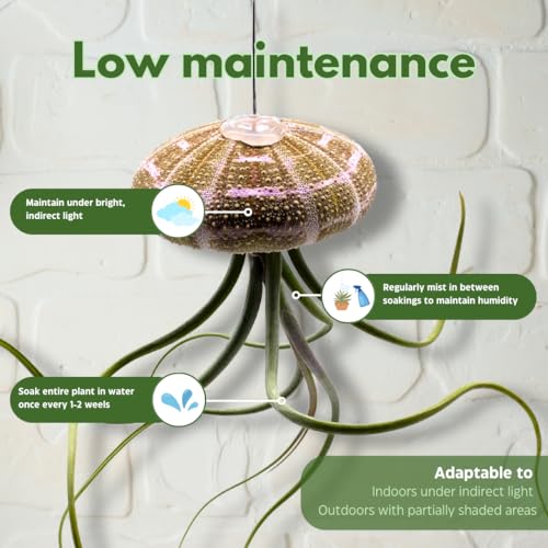 BubbleBlooms Large Tillandsia Jellyfish, Big Hanging air Plant with Seashell