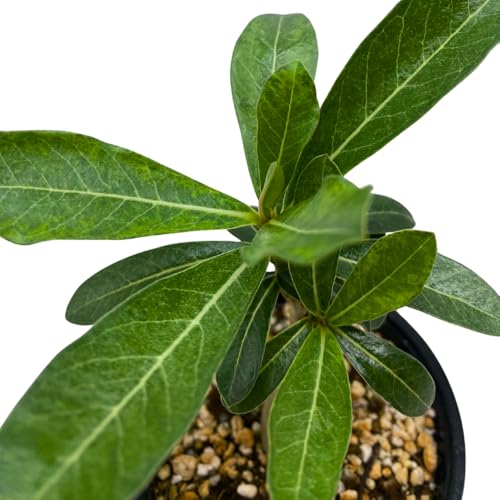 BubbleBlooms Desert Rose Genoa in a 4 inch Pot Extremely Rare Flower