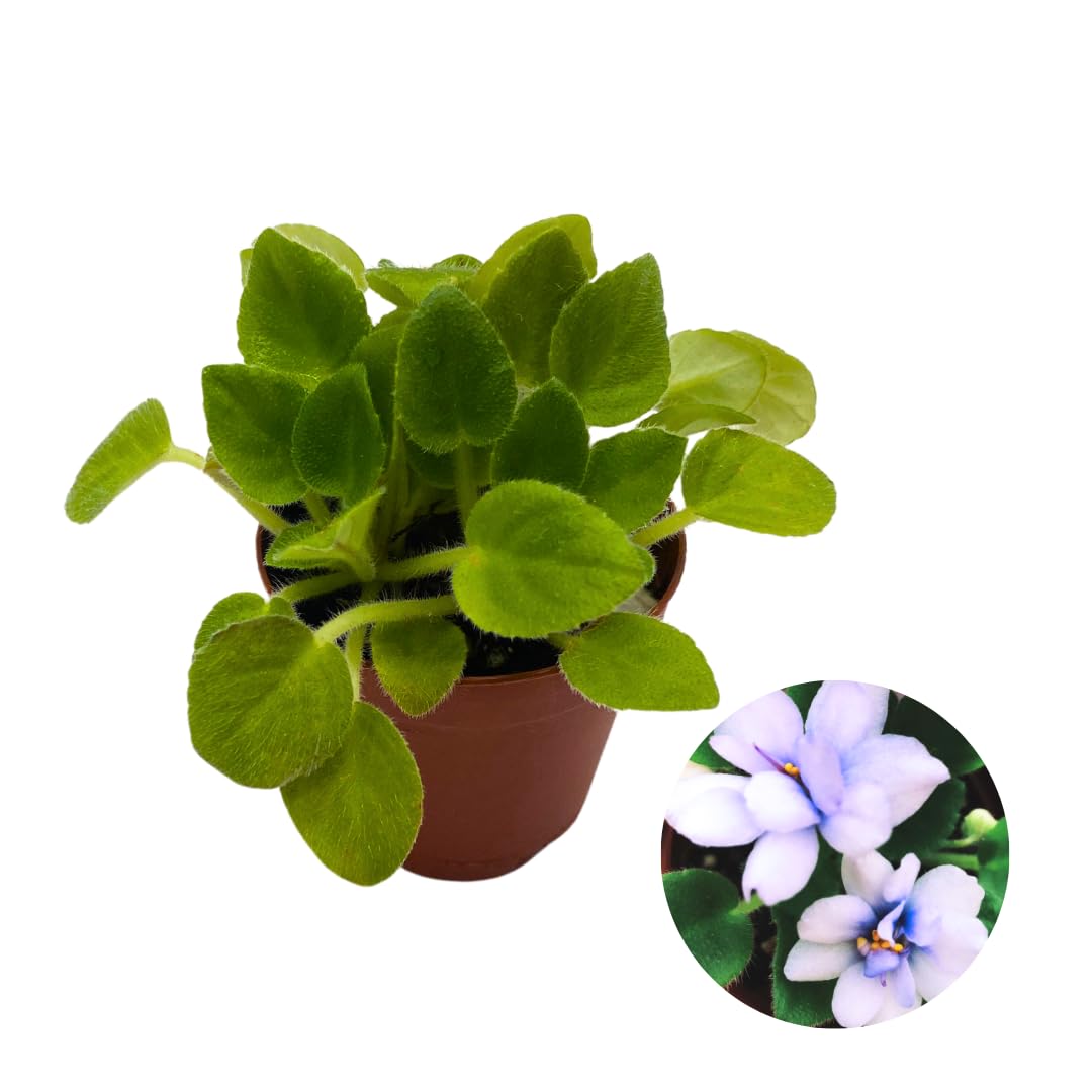 Harmony Foliage Mini African Violet Rob's Loose Noodle, 2 inch Purple Flower