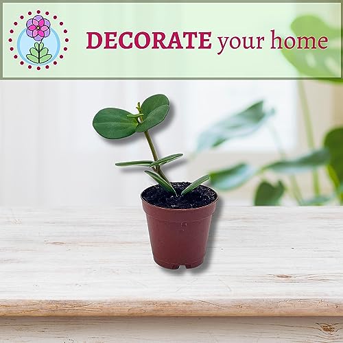 BubbleBlooms Peperomia Hope in a 2 inch Pot Trailing Jade peperomia rotundifolia Tiny Mini Pixie Plant