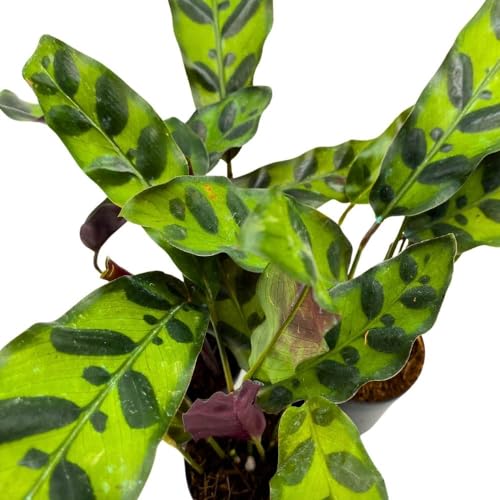 BubbleBlooms Calathea Rattlesnake 2 inch Set of 3 Lancifolia Prayer Plant Tiny Mini Pixie Plants