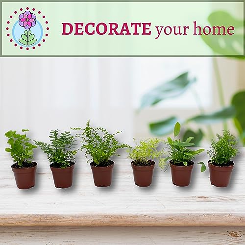 BubbleBlooms Fern Variety Assortment, 6 Different Ferns in 2 inch pots Tiny Mini Pixie Plants