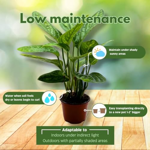 BubbleBlooms Monstera Peru in a 4 inch Pot Monstera Karstenianum