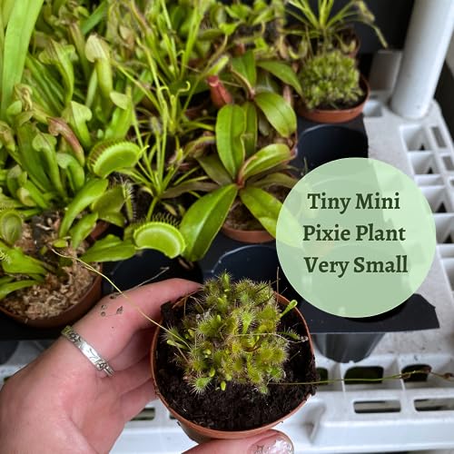 BubbleBlooms Drosera, Sundews, Rare Carnivorous Plant, in 2 inch Pot Capensis Cape