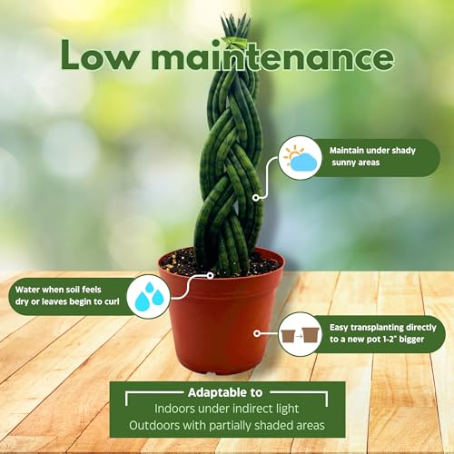 BubbleBlooms Braided Snake Plant African Spear Sansevieria 2 inch Set of 3