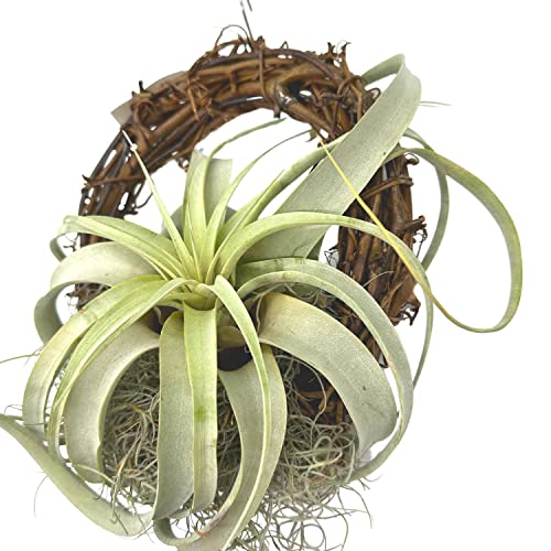 BubbleBlooms Tillandsia Xerographica on an 8 inch Natural Wreath Mounted with Moss, Air Plant Wall Hanger