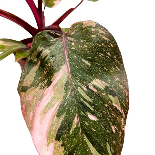 BubbleBlooms Pink Princess Galaxy Philodendron, 4 inch Splash Variegated
