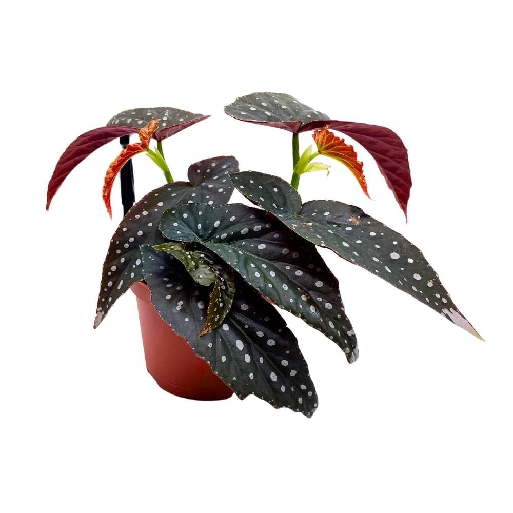 Harmony's Raider Angel Wing Cane Begonia 6 inch Premium Hybrid