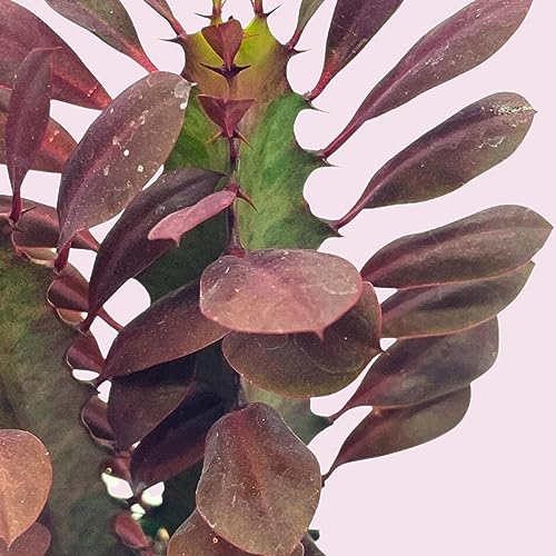 BubbleBlooms Red African Milk Tree, Euphorbia trigona 4 inch Pot, Red Cathedral Cactus Milktree