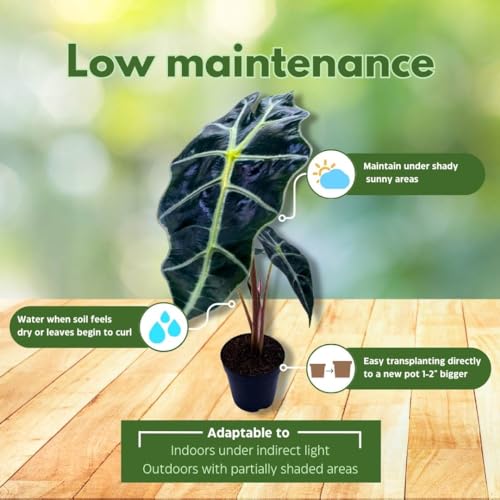 BubbleBlooms Alocasia African Mask, Kris Plant, Alocasia Polly Elephant Ear in 2 inch Pot Cute Pixie Plant