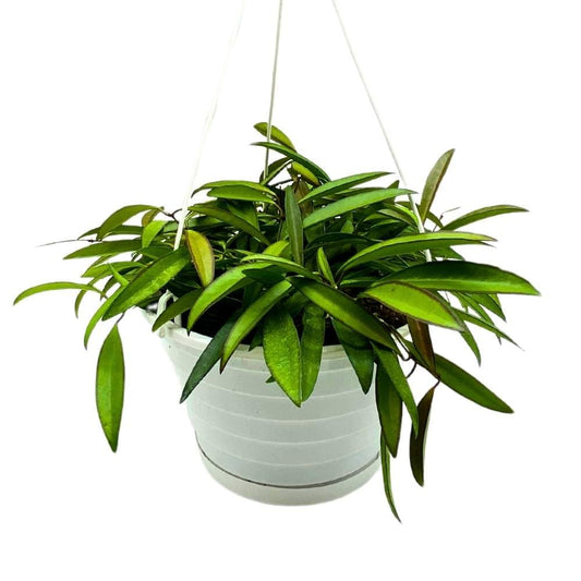 Hoya Wayetii Green Nonvariegated, 8 inch Hanging Basket Rare Exotic Indoor House Wax Plant