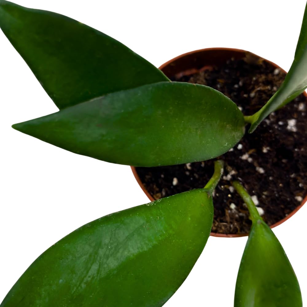 BubbleBlooms Hoya David Cummingii in a 2 inch Pot Tiny Mini Pixie Plant