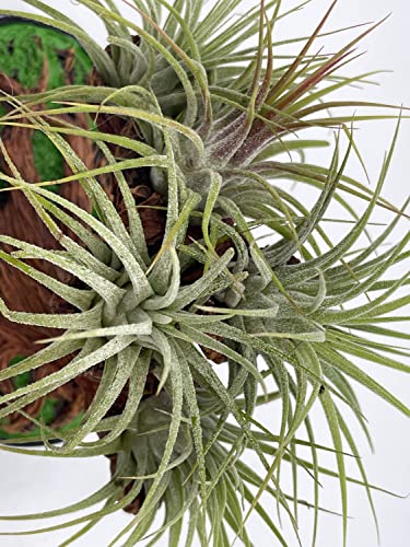 BubbleBlooms Resin Bonsai Air Plant Tree, Glued with Live Air Plants, Home and Office Gift