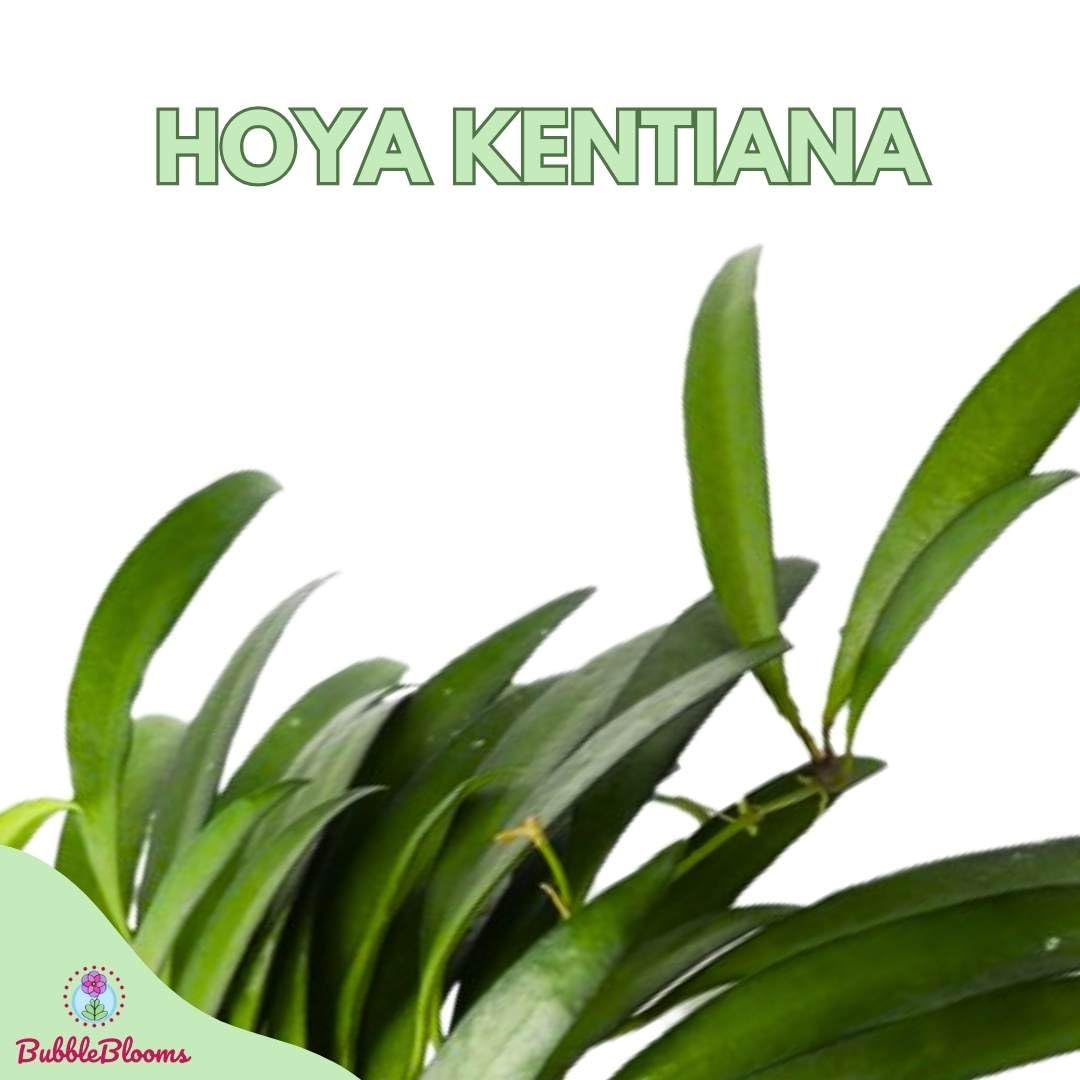 BubbleBlooms Hoya Kentiana in a 4 inch Pot