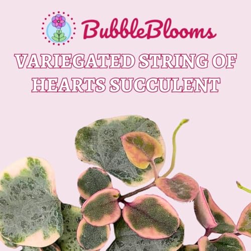 BubbleBlooms Variegated String of Hearts, 2 inch Set of 3, Ceropegia woodii Variegata Tiny Mini Pixie Plants