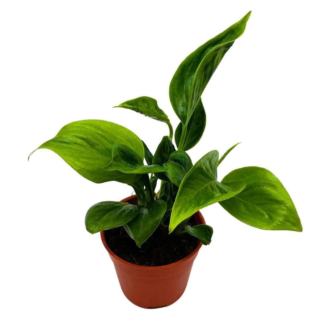 BubbleBlooms Epiprenum Shangri-La in a 4 inch Pot Spinach Pothos Shangri La