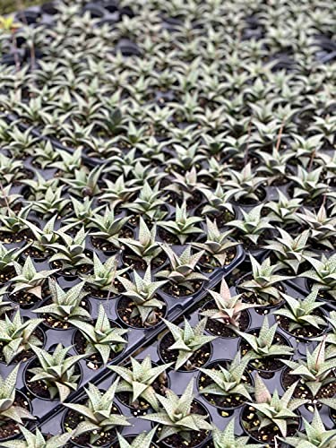 BubbleBlooms Haworthia venosa/Haworthiopsis Tessellata/Venstertjie/Haworthiopsis venosa