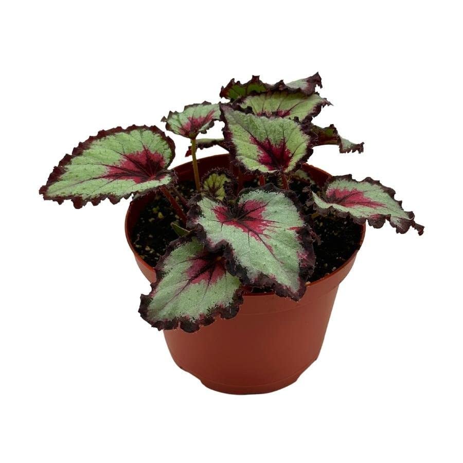 Harmony's Bullseye Begonia, in a 6 inch Pot,  Begonia rex