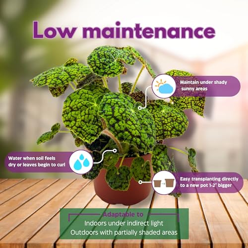 Harmony Foliage Begonia Lynda Evans 6 inch Rhizomatous