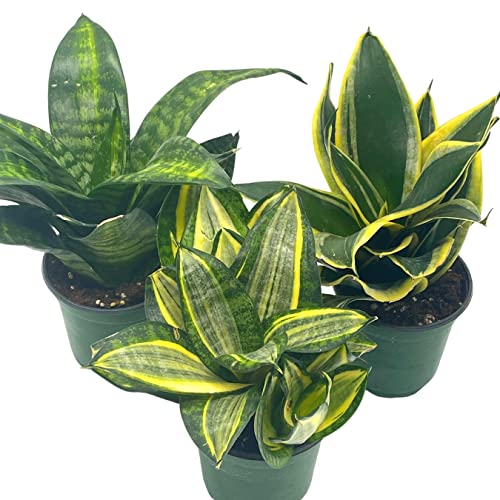 BubbleBlooms Sansevieria Trifasciata Rosette-Shaped Variegated Set of 3 in 4 inch pots, All Different Snake Plants